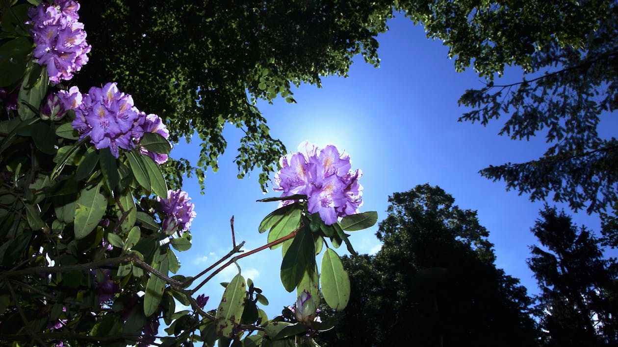 Gratis Pandangan Mata Cacing Bunga Di Samping Pohon Di Bawah Langit Pada Siang Hari Foto Stok