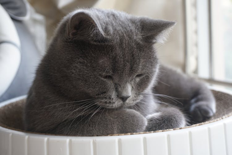 Fluffy Cat Sleeping In Box