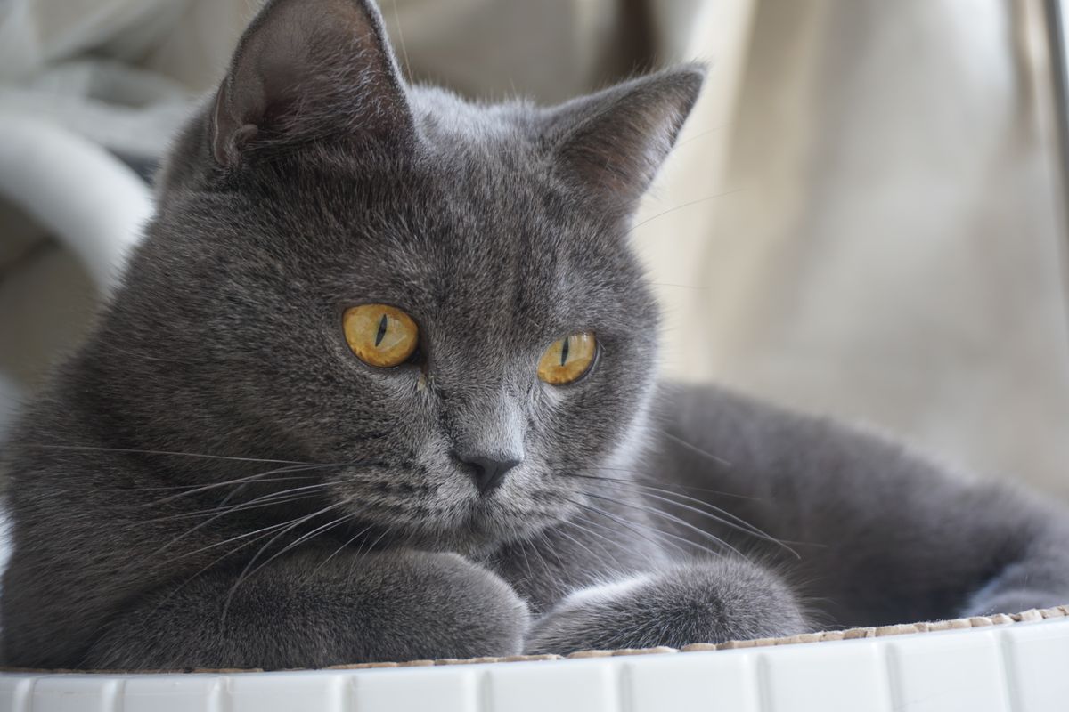 British Shorthair close-up with copper eyes