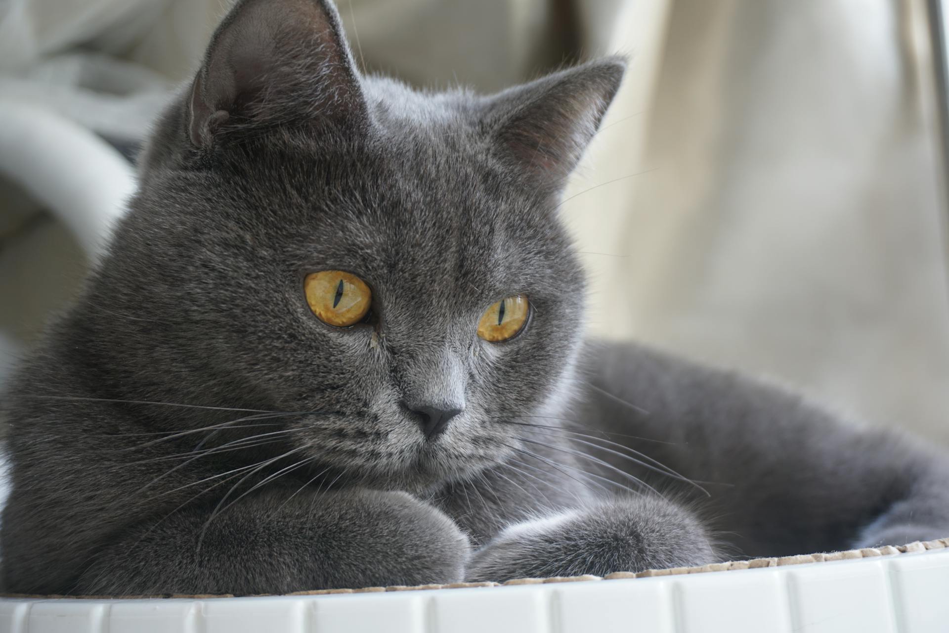 Close-up Photo of a British Shorthair Cat