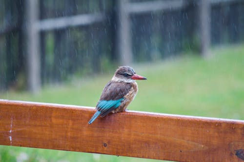 A Blue Tailed Bird on a Wooden Fence Under the Pouring Rain