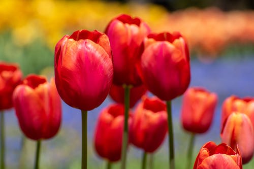 Red Tulips in Close Up Photography
