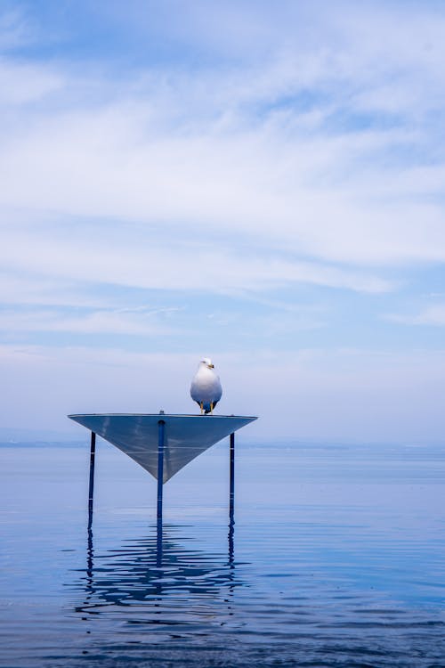 бесплатная Бесплатное стоковое фото с вертикальный выстрел, вода, море Стоковое фото