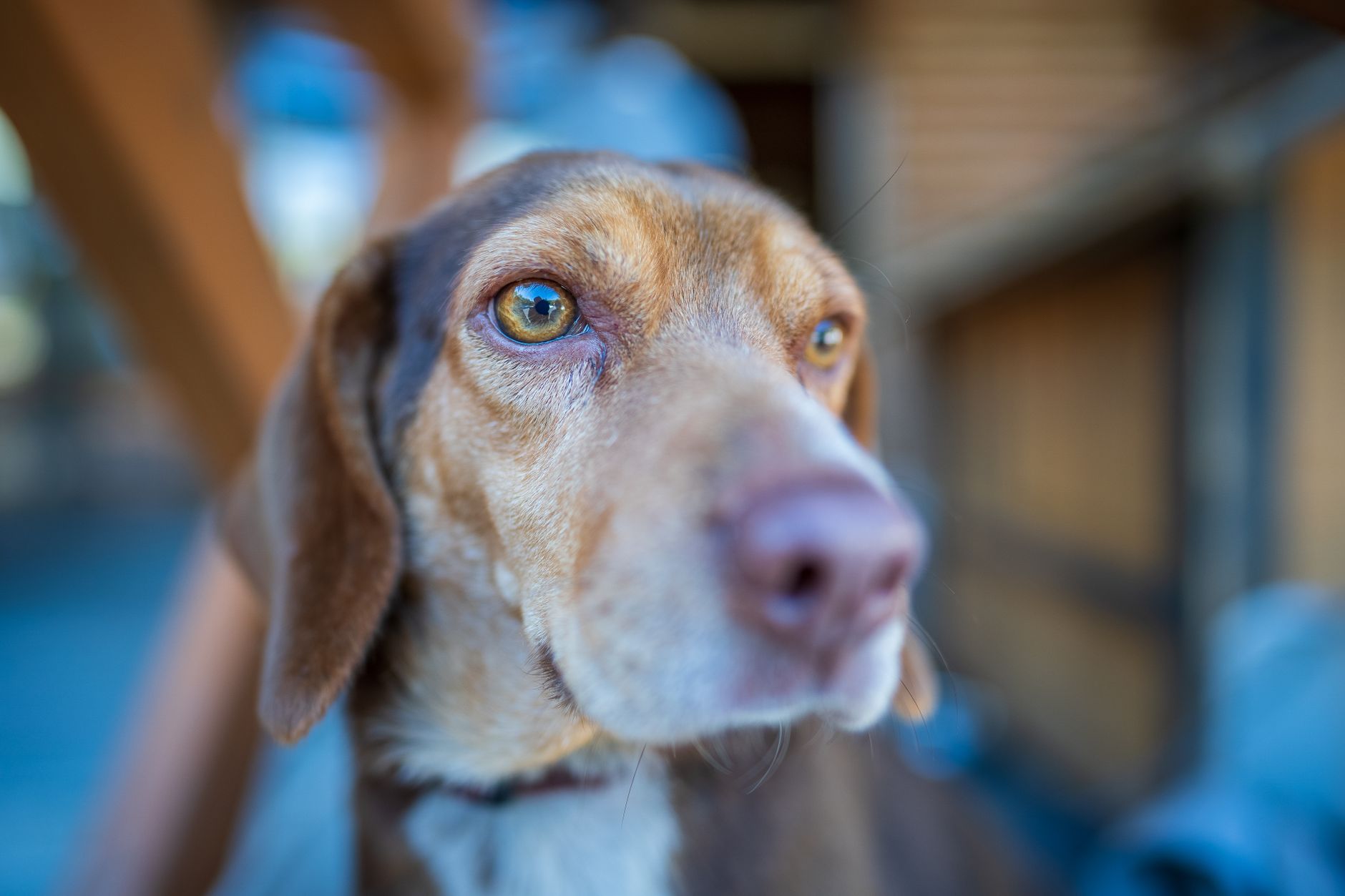 Veterinarian examining a dog during a checkup