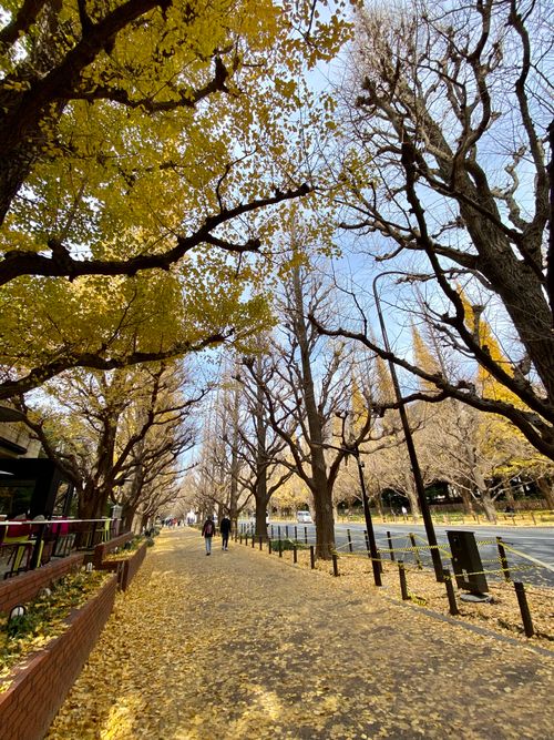 Free Scenic autumn street lined with golden ginkgo trees and fallen leaves on a clear day. Stock Photo