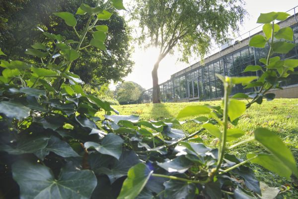 Feuilles de lierre au premier plan d'une pelouse ensoleillée et d'une serre