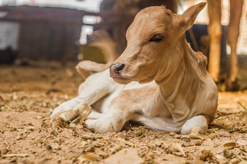 Fotos de stock gratuitas de animal domestico, becerro, bóvidos