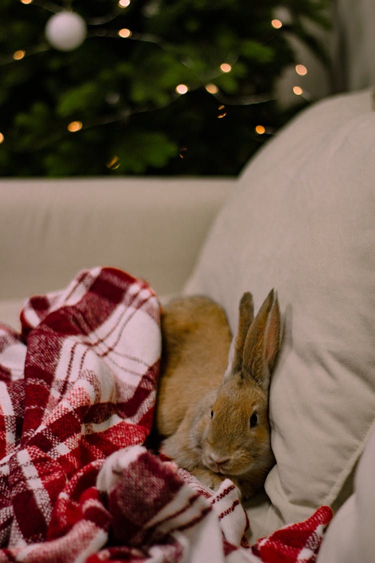 Pet Rabbit Sitting On Couch Next To Pillow And Blanket