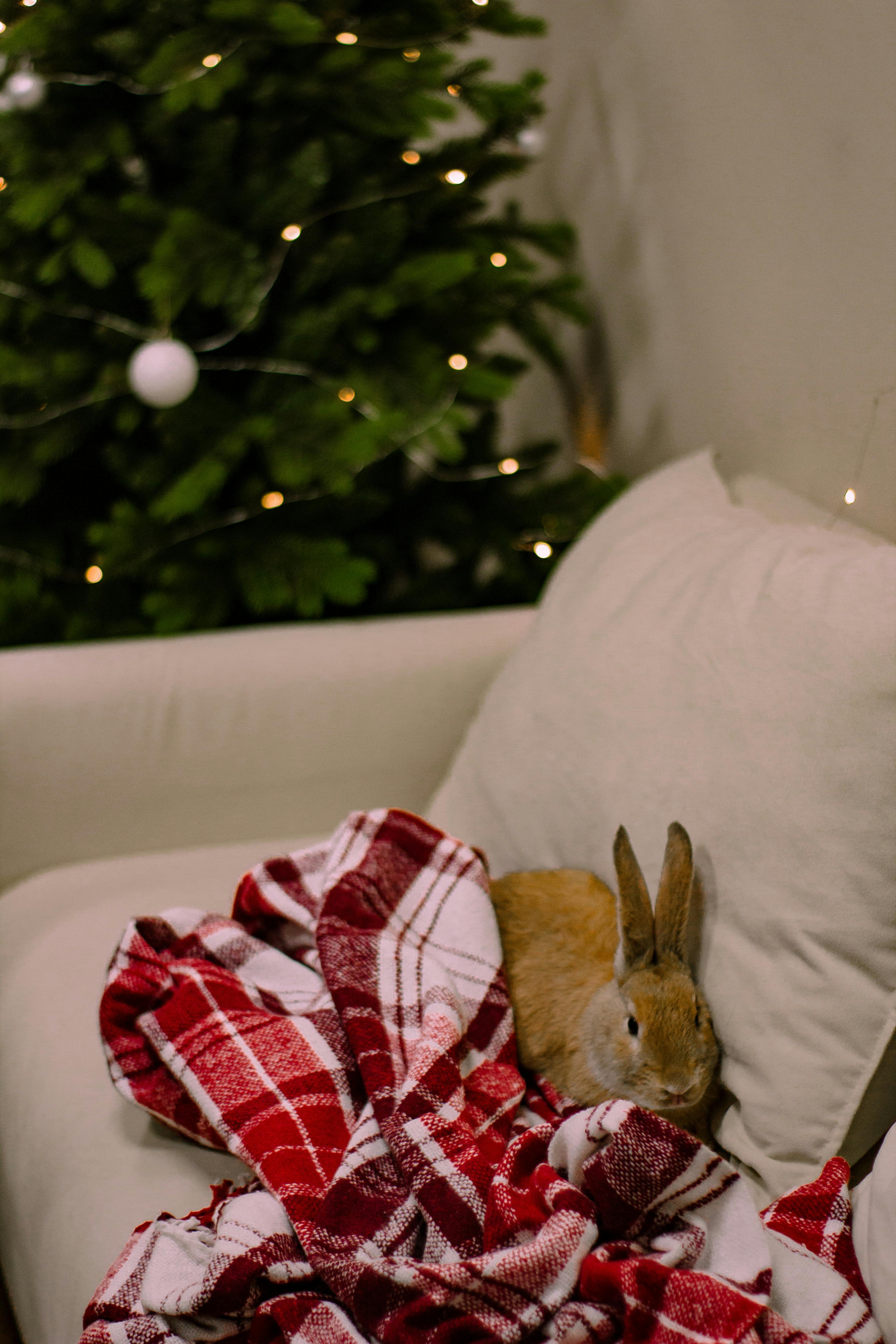 Pet Rabbit Sitting on Couch next to Pillow and Blanket · Free Stock Photo