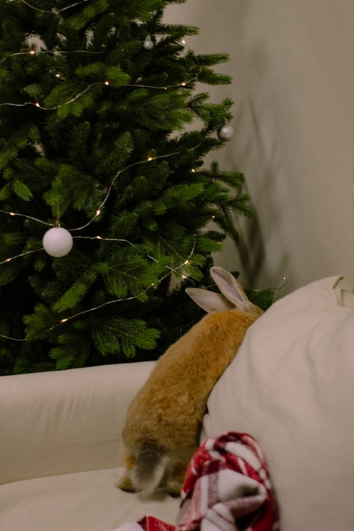 Free A cute brown rabbit peeks beside a festive Christmas tree indoors, capturing holiday charm. Stock Photo