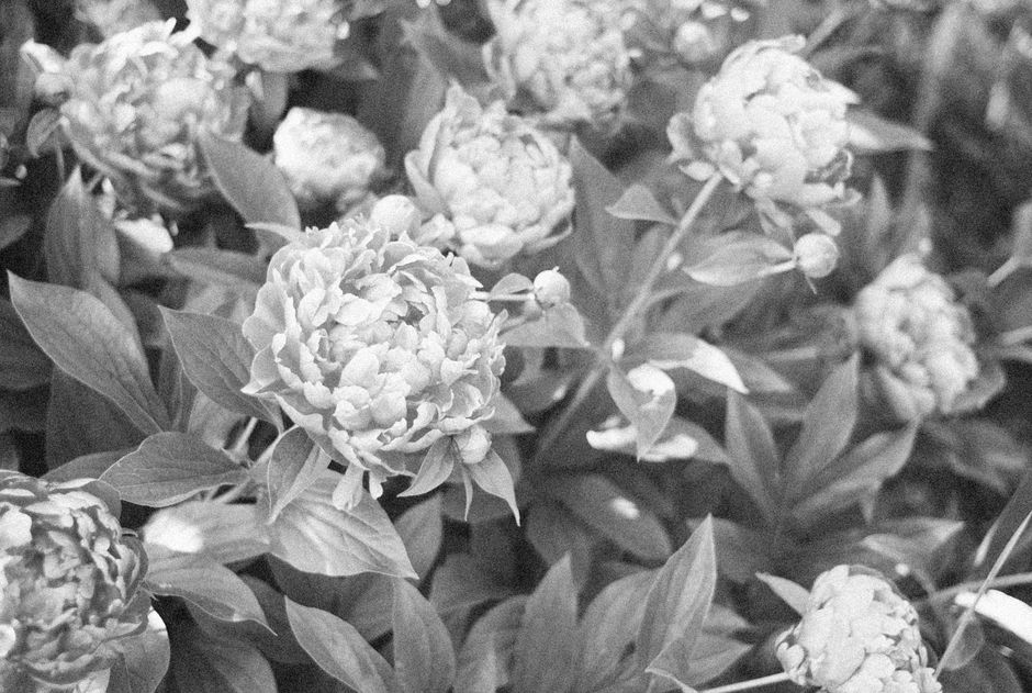 Captivating black and white image of blooming peonies showcasing their intricate petals.