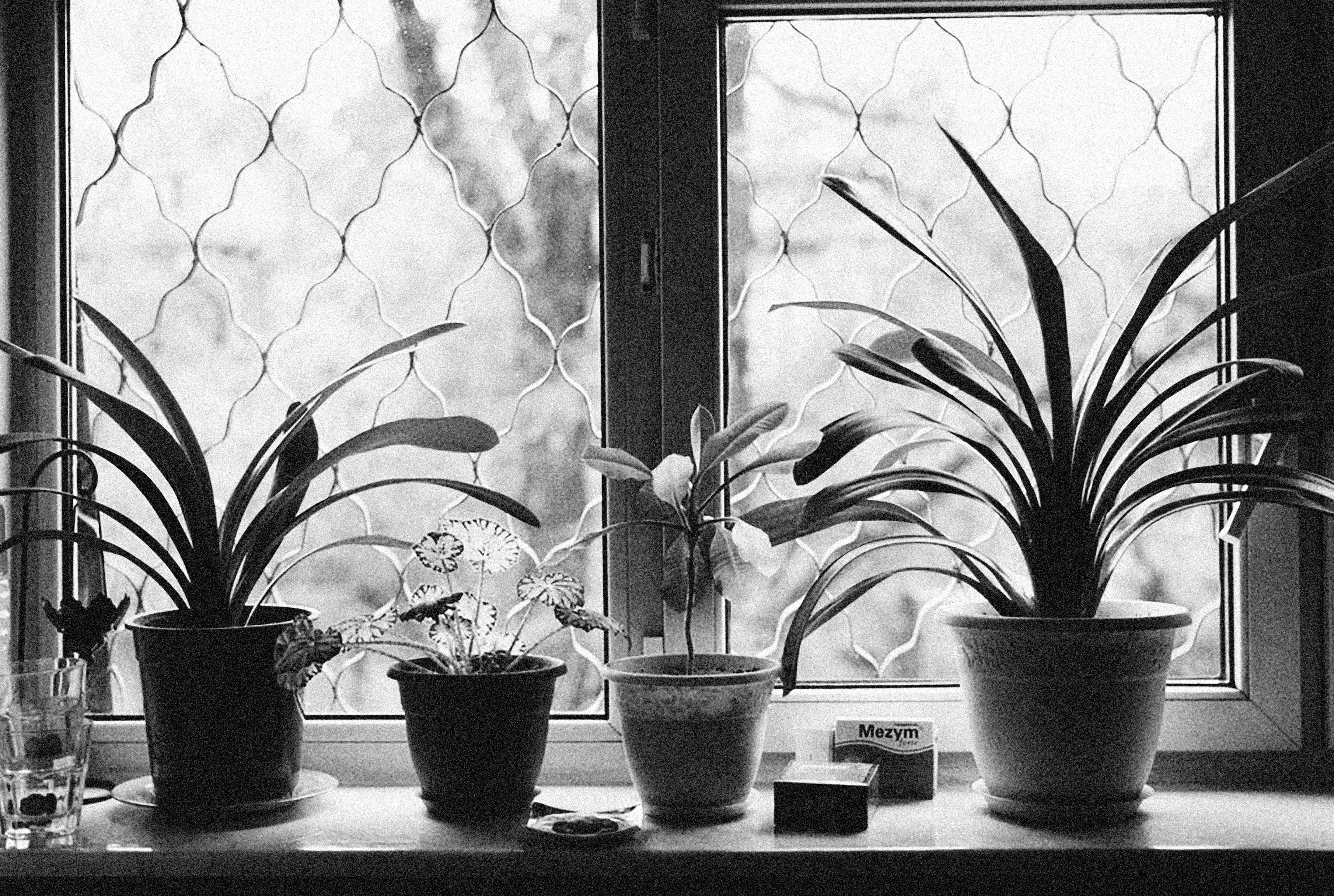 Artistic black-and-white image of potted plants on a window sill with intricate patterns.