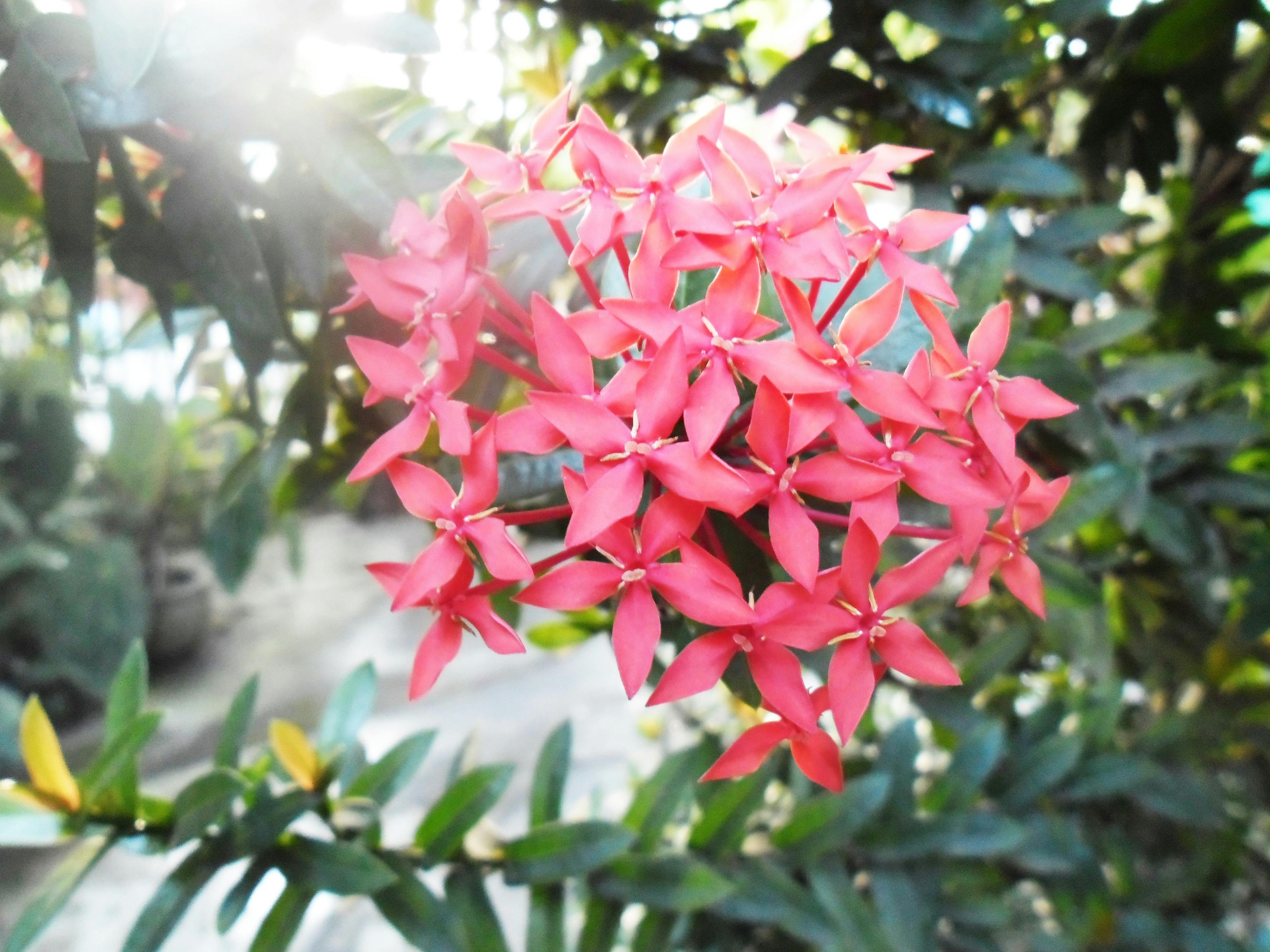 Fantastis 25 Gambar Bunga Ixora  Gambar Bunga  Indah