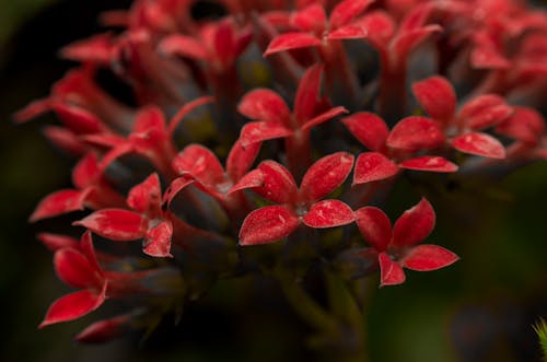 Closeup Photography of Red Ixora Flower