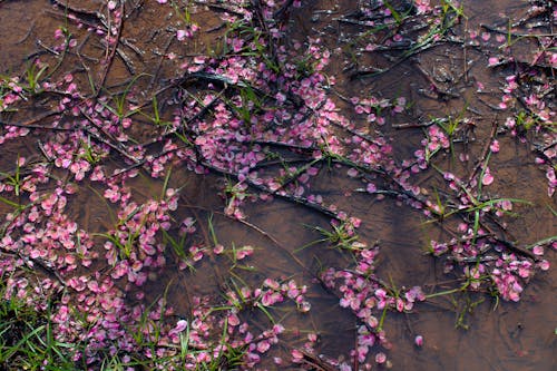ピンクの花びら, 地面, 水の無料の写真素材
