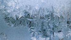 Green Pine Tree Covered With Snow