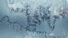 Green Pine Tree Covered With Snow