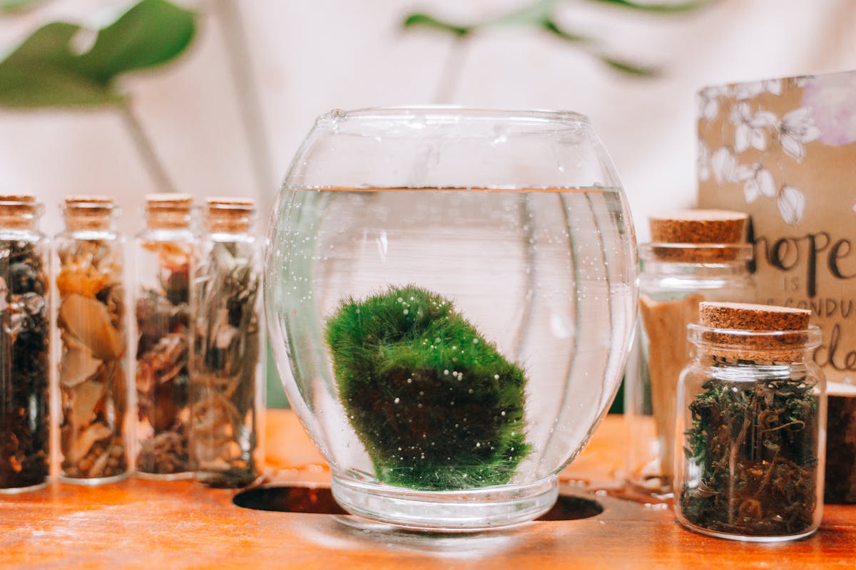 Primo piano di una palla di marimo in ciotola di vetro