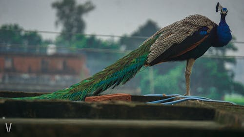 Fotobanka s bezplatnými fotkami na tému divočina, dospelý, fotografie zvierat žijúcich vo voľnej prírode