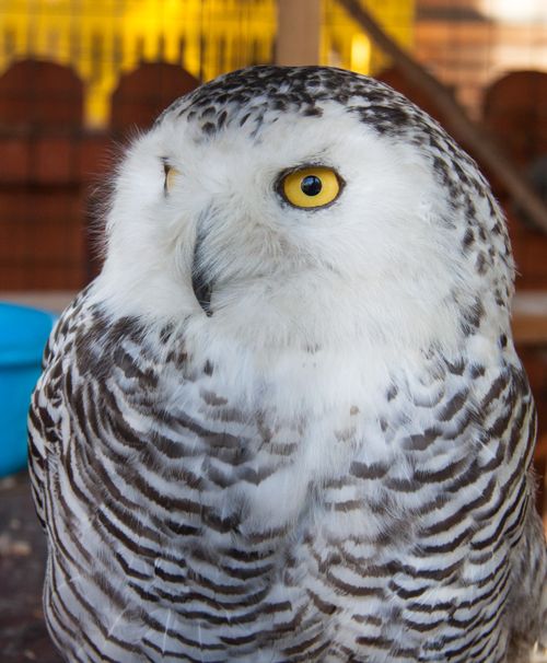Free Detailed snowy owl portrait showcasing its striking plumage and piercing eyes. Stock Photo