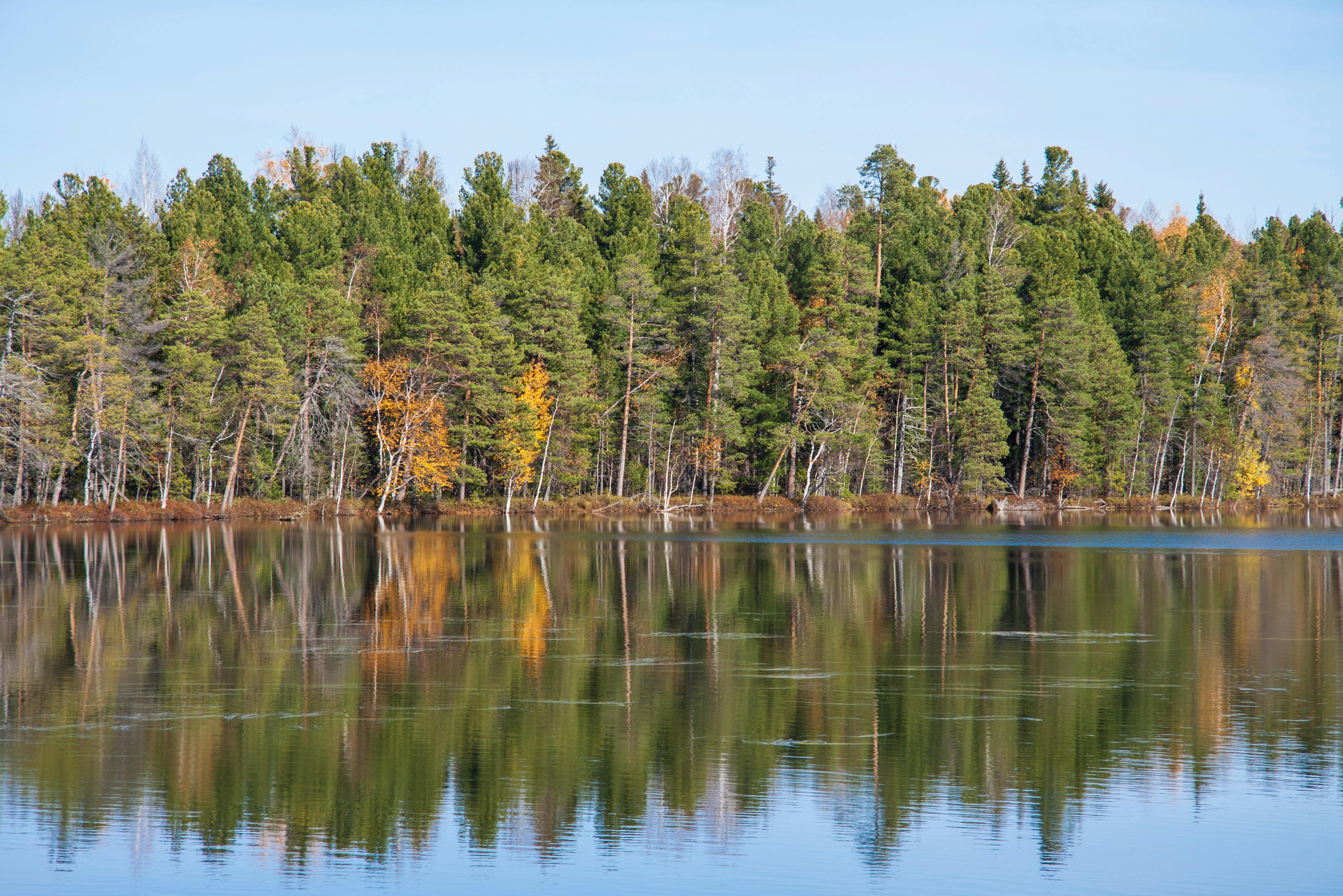 Scenery with Green Trees Reflecting in the Water · Free Stock Photo