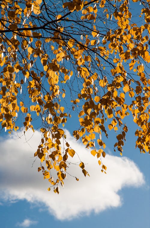 Autumn Leaves on Tree