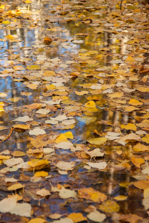 Golden Leaves in Puddle on Ground