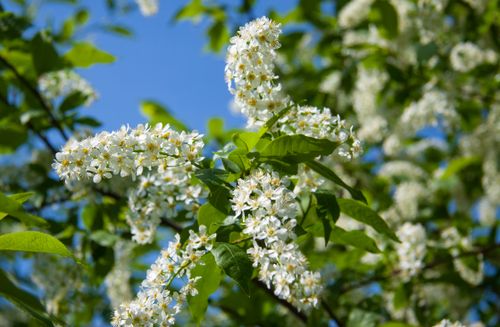 Free Cherry blossoms in full bloom on a sunny spring day with a vibrant blue sky. Stock Photo