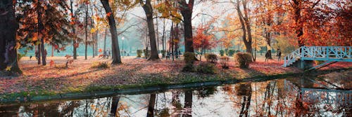 Free stock photo of adobe photoshop, amazing, autumn colours