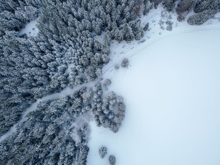 Drone Shot Of A Snow Covered Forest