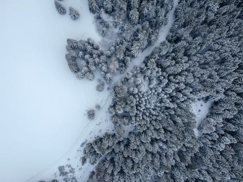 Drone Shot of a Snow Covered Trail in a Forest