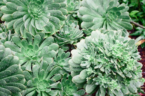 Зеленолистные растения
