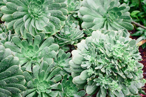 Green Leafed Plants