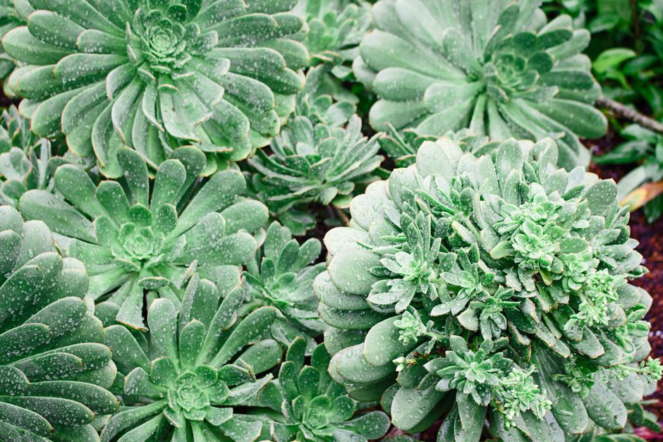Close-up of lush succulent plants with dewdrops in San Francisco garden.