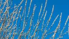 White Flowering Tree