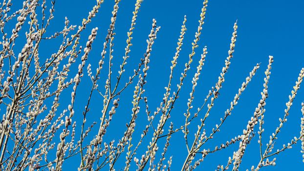 White Flowering Tree