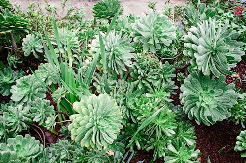 Free Green Succulent Potted Plants Stock Photo