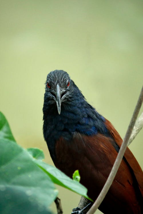 Closeup Photo of Black, Blue, and Brown Bird on Tree Branch