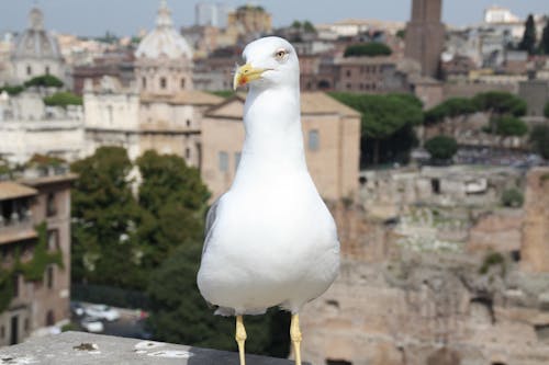 Uccello Bianco