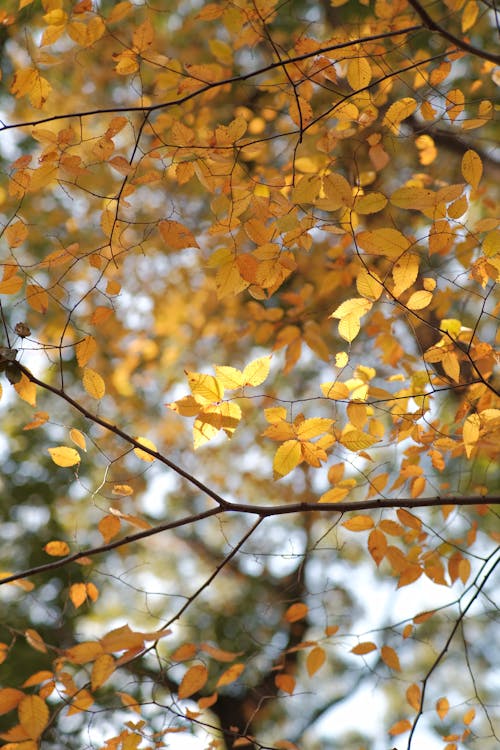 Shallow Focus of Yellow Leaves