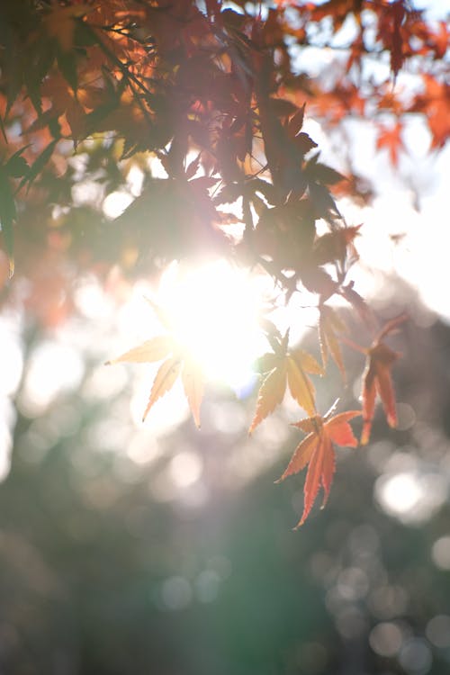 Free Maple Autumn Leaves Stock Photo