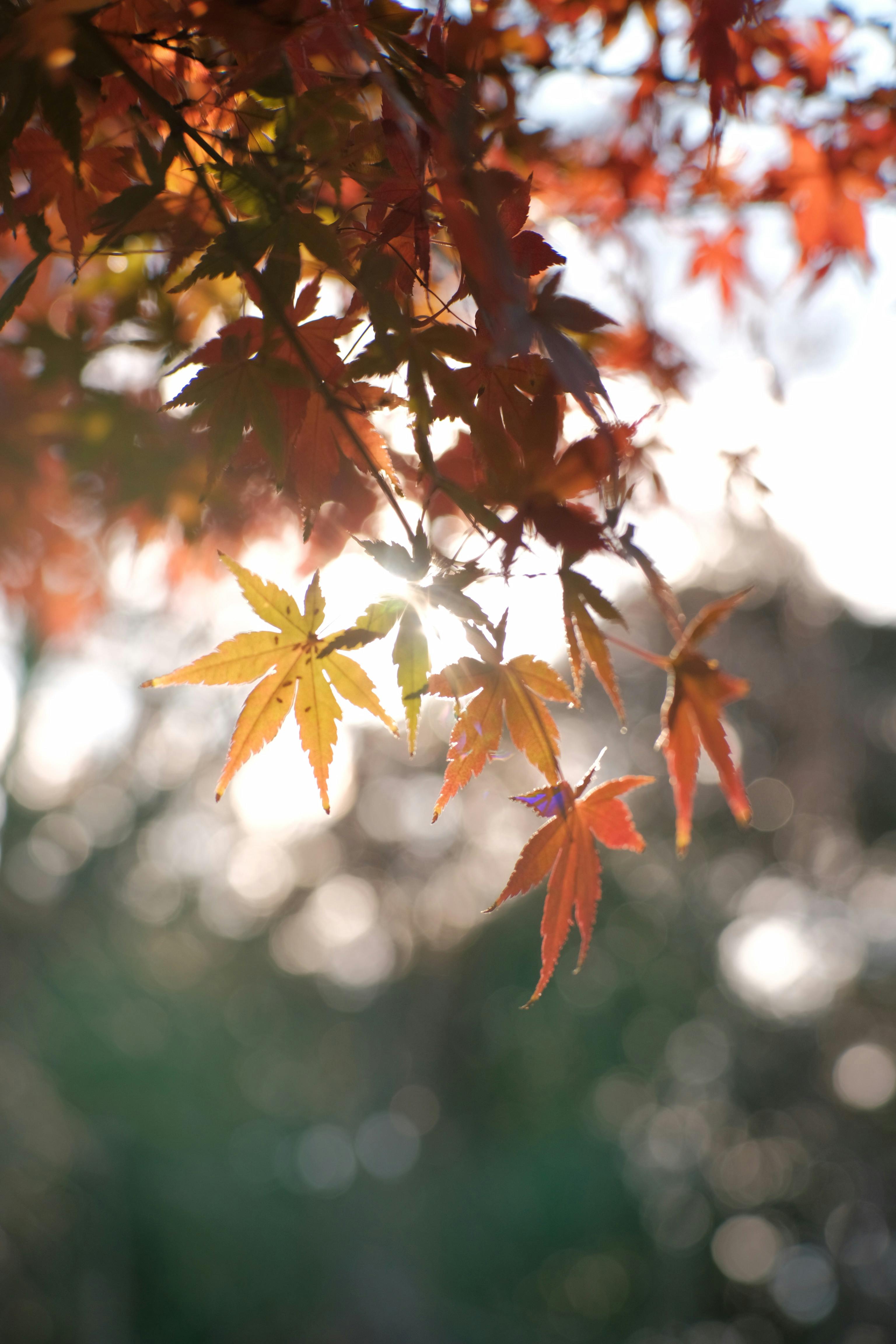 Person Holding Different Colors of Maple Leaves · Free Stock Photo