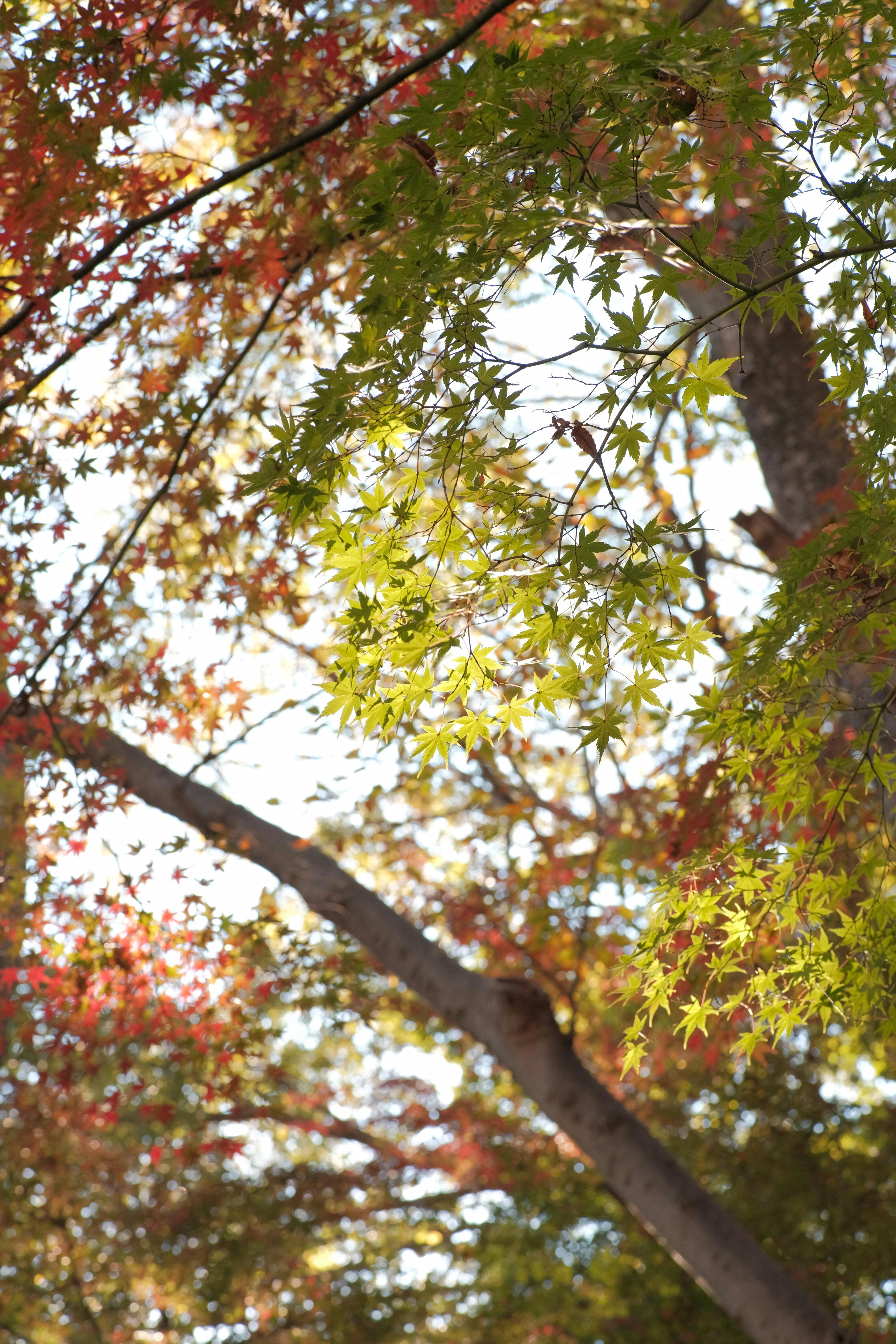 Indian Fall Photos, Download Free Indian Fall Stock Photos & HD Images