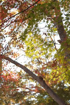 Sunlight filtering through colorful autumn leaves on tree branches in a serene outdoor setting.