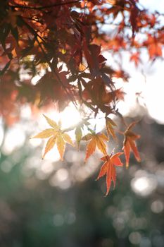 Beautiful autumn leaves backlit by sunlight with a bokeh effect, capturing the essence of fall.