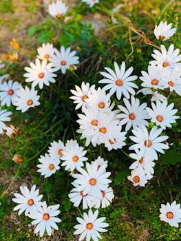 A vibrant cluster of blooming white daisies with green foliage in a Barcelona park.