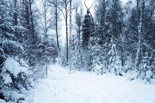 Free Serene snow-covered forest landscape with bare trees and snowy ground, capturing the essence of winter. Stock Photo