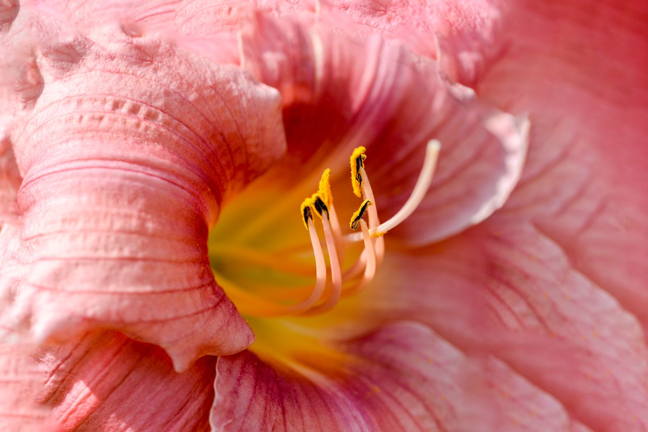 a stunning close up of a pink daylily flower showcasing its intricate