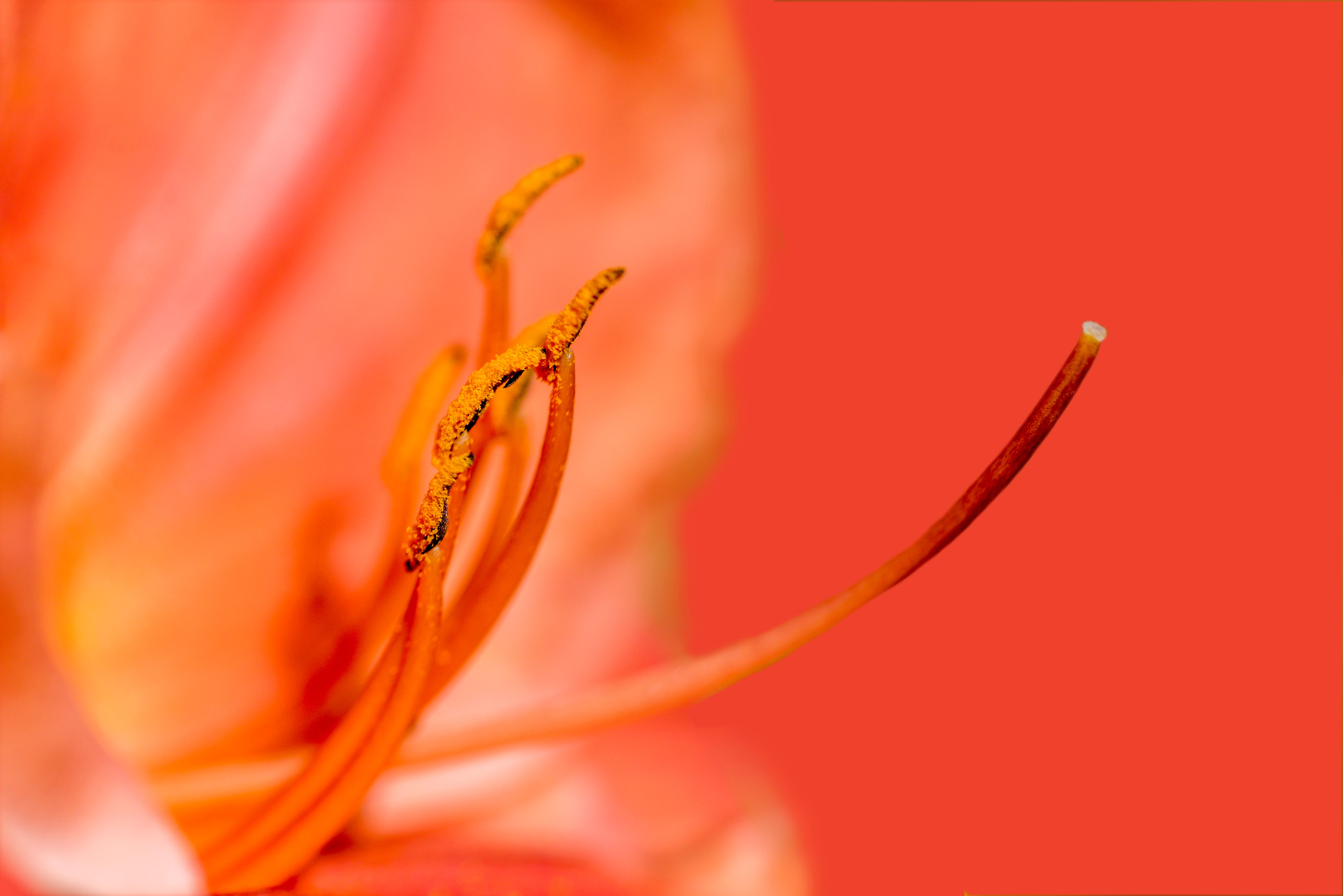 Macro shot of vibrant orange stamen and pistil with a stunning orange backdrop.