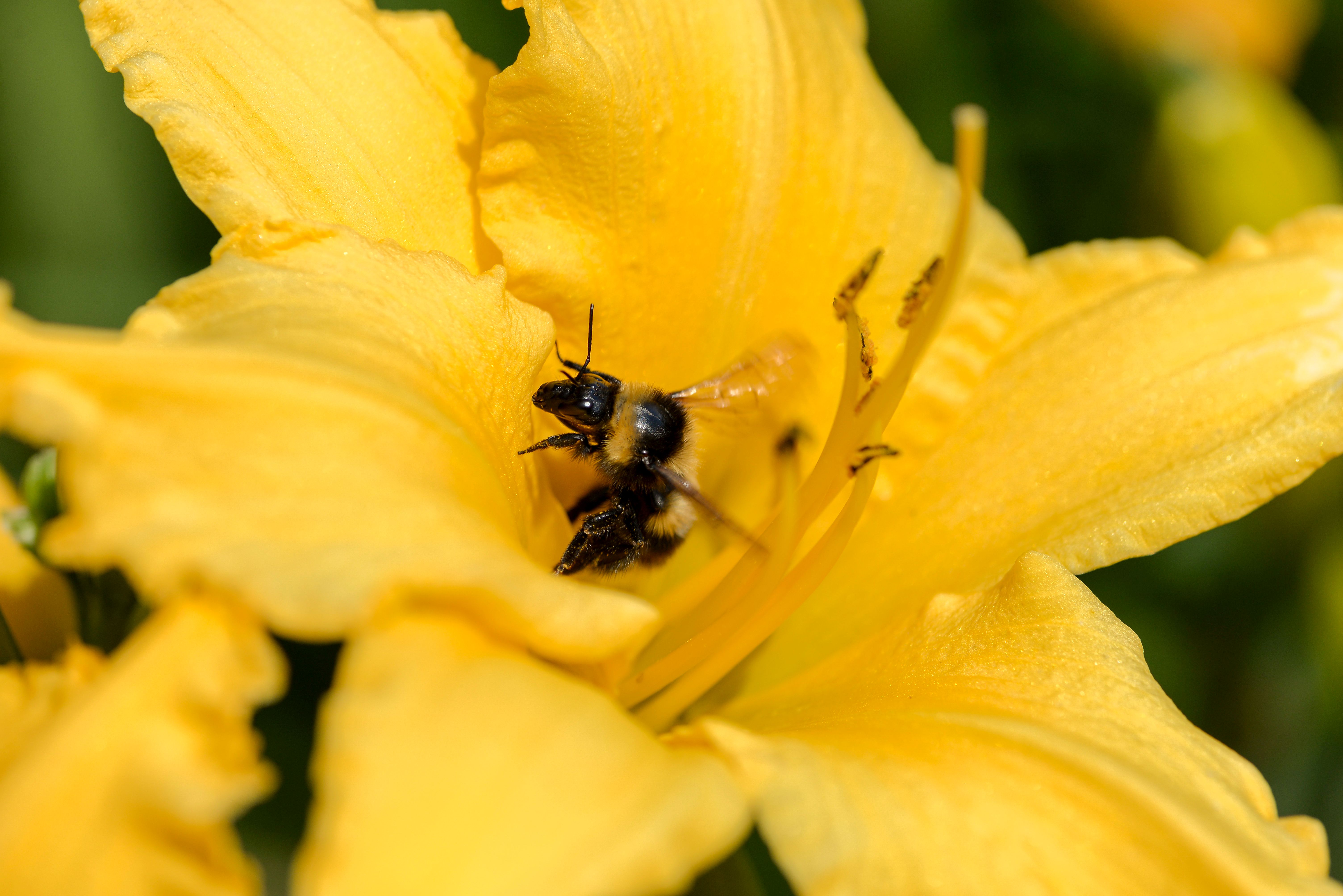 Ark Valley Civics Bee Competition to Send Three Local Students to State — Photo by Elena Umyskova on Pexels